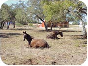 Horse Nap